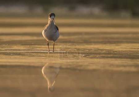 Photo for Black-winged stilt standing in a pond - Royalty Free Image