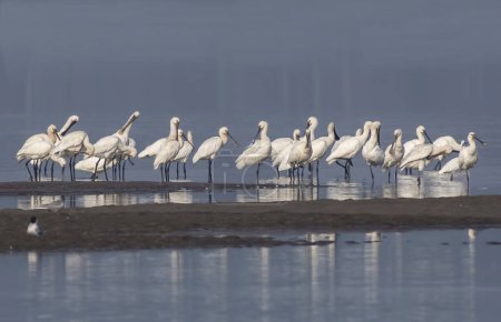 Photo for Flock of egrets in pond - Royalty Free Image