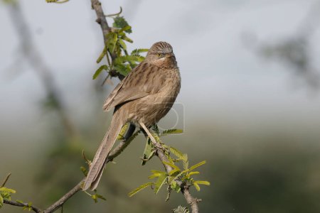 Photo for Close up of a bird sitting on tree branch on blurred background - Royalty Free Image