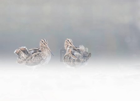 Téléchargez les photos : Oiseaux à nageoires communes dans l'eau - en image libre de droit