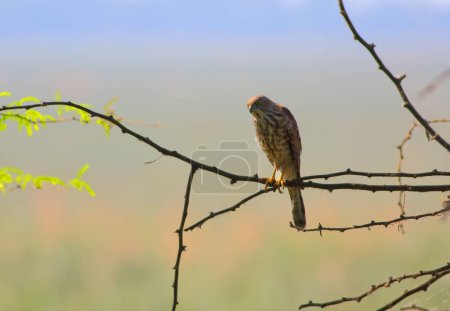 Téléchargez les photos : Gros plan d'un oiseau assis sur une branche d'arbre sur fond flou - en image libre de droit