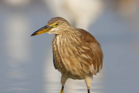 Photo for Indian pond heron in water - Royalty Free Image