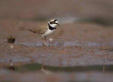 Photo for Little ringed plover in natural habitat (Charadrius dubius) - Royalty Free Image