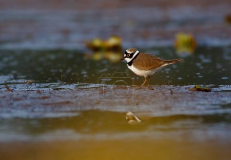 Photo for Little ringed plover with reflection Beautiful bird feeding in the morning. - Royalty Free Image
