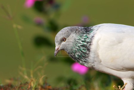 Téléchargez les photos : Beau pigeon, vue rapprochée de l'oiseau dans la nature - en image libre de droit