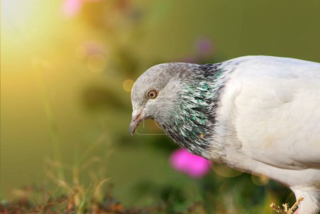 Photo for Beautiful pigeon, close up view of bird in nature - Royalty Free Image