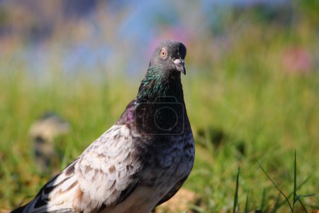 Téléchargez les photos : Beau pigeon, vue rapprochée de l'oiseau dans la nature - en image libre de droit