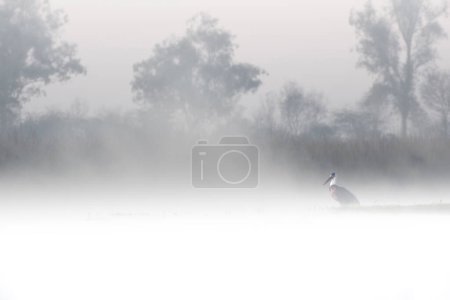 Photo for Woolly necked Stork in fog - Royalty Free Image