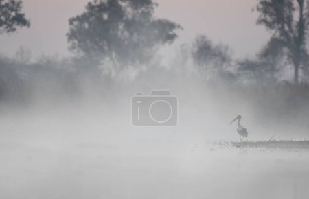 Foto de Cigüeña de cuello lanudo en la niebla - Imagen libre de derechos