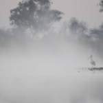 Woolly necked Stork in fog...
