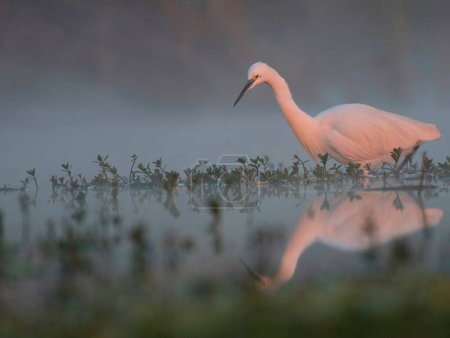 Photo for Little Egret in Fog - Royalty Free Image