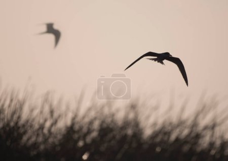 Photo for Seagull flying in the sky in the morning - Royalty Free Image