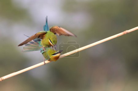 Téléchargez les photos : Blue Tailed bee eaters are fighting - en image libre de droit