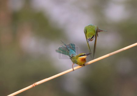 Photo for Blue Cheeked bee eaters close up - Royalty Free Image