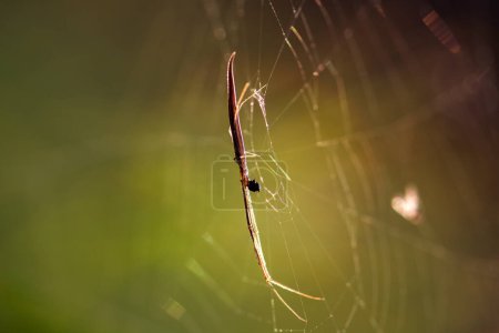 Photo for Spider web, close-up of insect, selective focus - Royalty Free Image