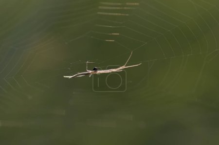 Photo for Spider web and spider close up - Royalty Free Image