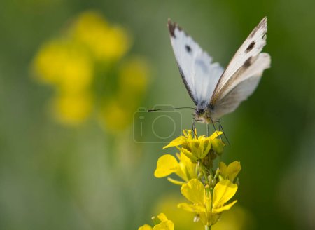 Foto de Col pequeña mariposa blanca en flor de canola - Imagen libre de derechos