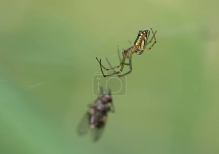 Photo for Spider in garden on green leaf - Royalty Free Image
