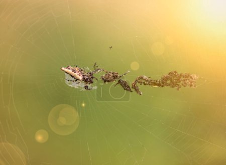 Téléchargez les photos : Araignée dans le jardin sur feuille verte - en image libre de droit