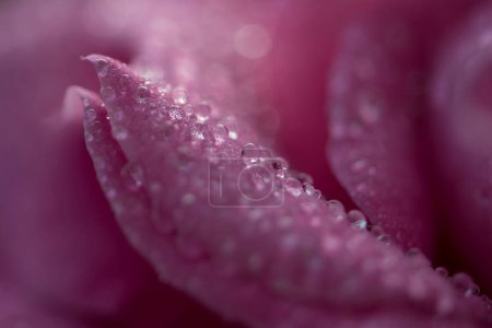 Téléchargez les photos : Gros plan de belle rose rose avec rosée - en image libre de droit