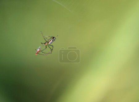 Photo for Spider hunting the insect - Royalty Free Image