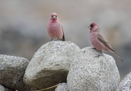 Foto de Great Rosefinch birds (Carpodacus rubicilla) on perch - Imagen libre de derechos