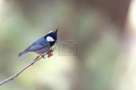 Foto de Black-crested tit or spot winged tit on branch - Imagen libre de derechos