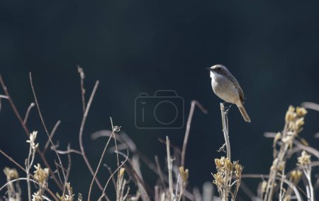 Photo for Bird on a branch in the forest - Royalty Free Image