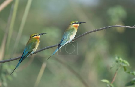 Photo for Little green bee eater birds in natural habitat - Royalty Free Image