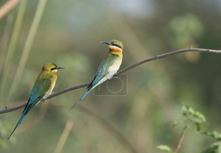 Photo for Little green bee eater birds in natural habitat - Royalty Free Image