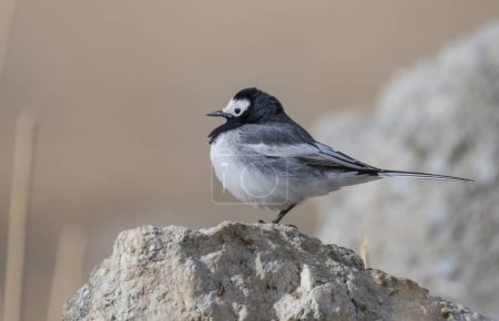 Photo for White Borrowed Wagtail in Morning - Royalty Free Image