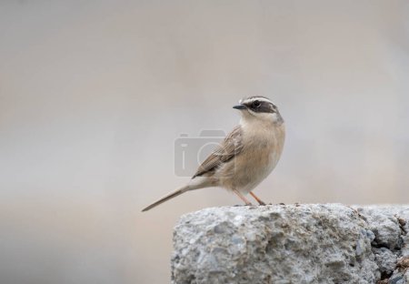 Photo for Brown accentor (Prunella fulvescens) on stone - Royalty Free Image