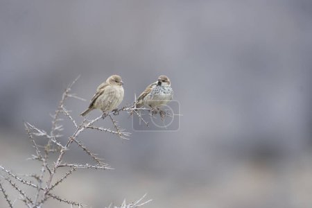 Foto de Primer plano de gorriones posados en una ramita - Imagen libre de derechos