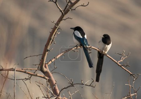 Téléchargez les photos : Pie à bec noir oiseaux sur une branche d'arbre - en image libre de droit