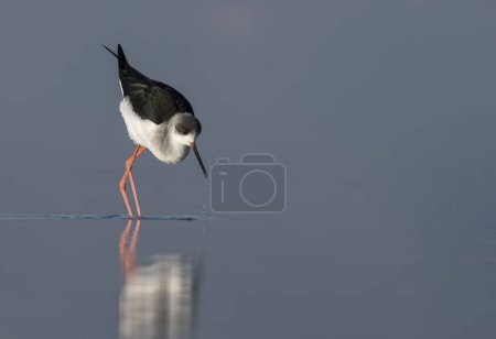 Photo for The woolly-necked stork or whitenecked stork - Royalty Free Image