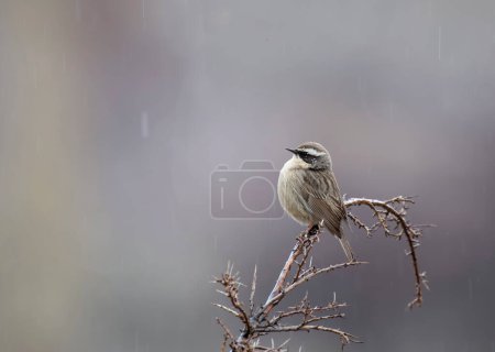 Photo for Spanish sparrow in tree branch - Royalty Free Image