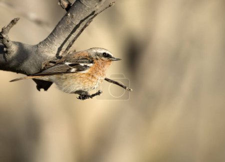 Photo for Close up of a bird sitting on tree branch on blurred background - Royalty Free Image