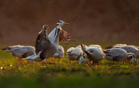 Téléchargez les photos : Vue panoramique de beaux oiseaux d'oie à tête de bar à la nature - en image libre de droit