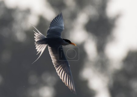 Foto de El río tern volando - Imagen libre de derechos