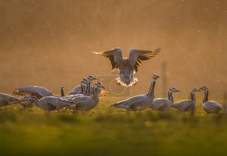 Foto de Vista panorámica de hermosas aves de ganso con cabeza de bar en la naturaleza - Imagen libre de derechos
