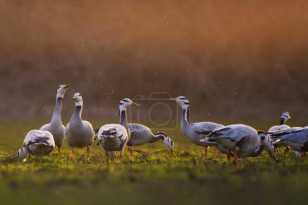 Photo for Scenic view of beautiful bar headed goose birds at nature - Royalty Free Image