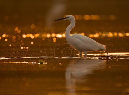 Foto de Pequeña garza en Pond of bokeh al amanecer - Imagen libre de derechos