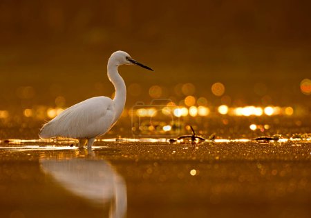 Photo for Little egret in Pond of bokeh at sunrise time - Royalty Free Image