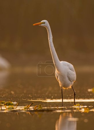 Téléchargez les photos : The Great Egret in lake during sunrise - en image libre de droit