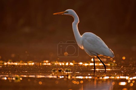 Photo for The Great Egret in lake during sunrise, bokeh effect - Royalty Free Image