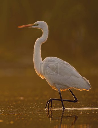 Téléchargez les photos : The Great Egret in lake during sunrise - en image libre de droit