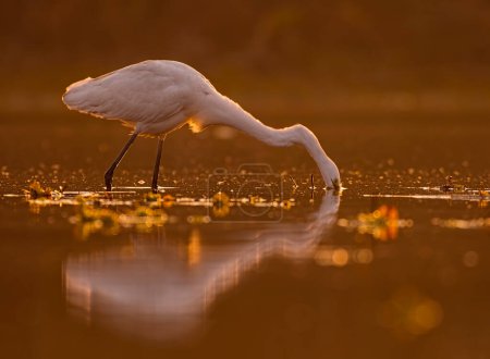 Téléchargez les photos : La Grande aigrette dans le lac avec réflexion au lever du soleil, effet bokeh - en image libre de droit