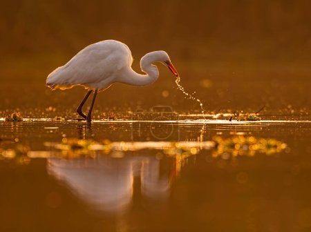 Photo for The Great Egret in lake with reflection during sunrise, bokeh effect - Royalty Free Image