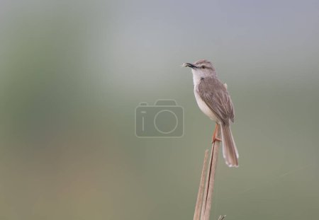 Photo for Plain prinia on branch - Royalty Free Image