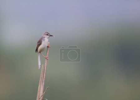 Photo for Plain prinia on branch - Royalty Free Image